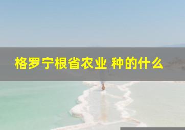 格罗宁根省农业 种的什么